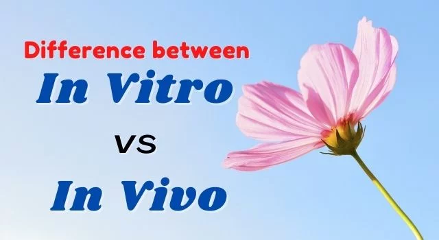 difference between in vitro and in vivo fertilization