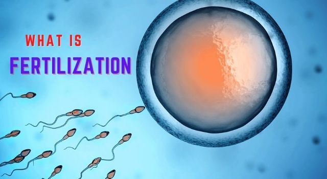fertilization in humans