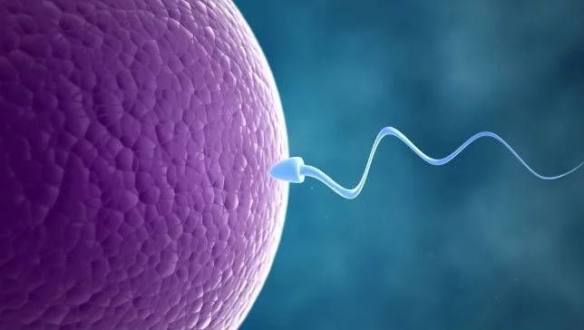 Difference Between In Vitro And In Vivo Fertilization