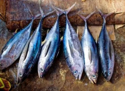 Tuna Fish In Telugu