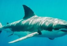 సుర చేప వాటి ఉపయోగాలు వాటి దుష్ప్రభావాలు Sora Fish In Telugu