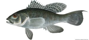 See Bass Fish In Telegu