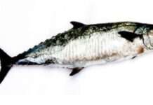 అంజల్ ఫిష్ ఉపయోగాలు మరియు దుష్ప్రభావాలు anjal fish in telugu