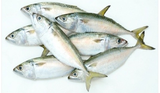 bangda fish