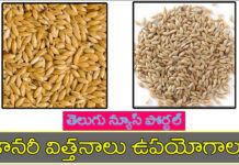 కానరీ విత్తనాలు వాటి ఉపయోగాలు మరియు దుష్ప్రభావాలు canary seeds in telugu benefits