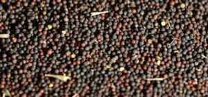 canola seeds in telugu