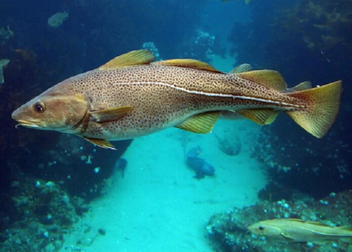 cod fish in telugu