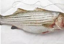 ఫిష్ ఫిల్లెట్ ఉపయోగాలు మరియు దుష్ప్రభావాలు Fillet Fish In Telugu