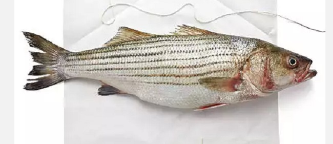 Fillet Fish In Telugu