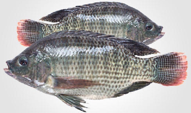 jalebi fish