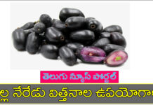 జామున్ విత్తనాలు వాటి ఉపయోగాలు మరియు దుష్ప్రభావాలు jamun seeds in telugu benefits