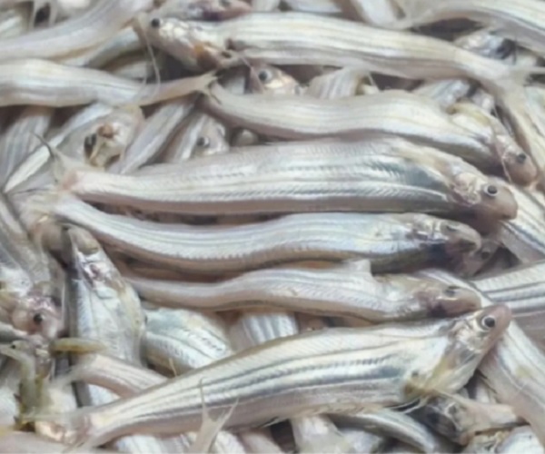 kajoli fish in telugu 2022