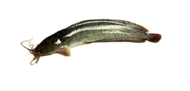 Magur Fish In Telugu