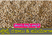 మిల్లెట్ విత్తనాలు వలన ఉపయోగాలు, దుష్ప్రభావాలు ! millet seeds in telugu benefits