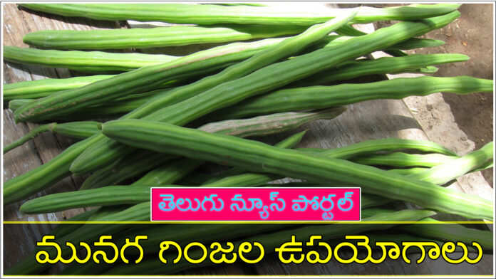 moringa seeds in telugu benefits