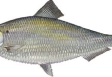 మ్రిగల్ చేప వాటి ఆరోగ్య ప్రయోజనాలు మరియు దుష్ప్రభావాలు Mrigal Fish In Telugu