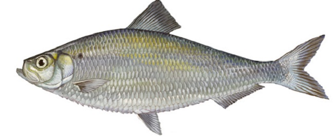 Mrigal Fish In Telugu