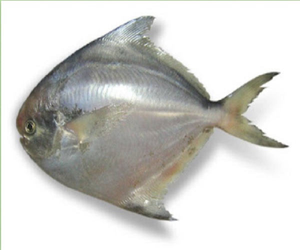 pamphlet fish in telugu