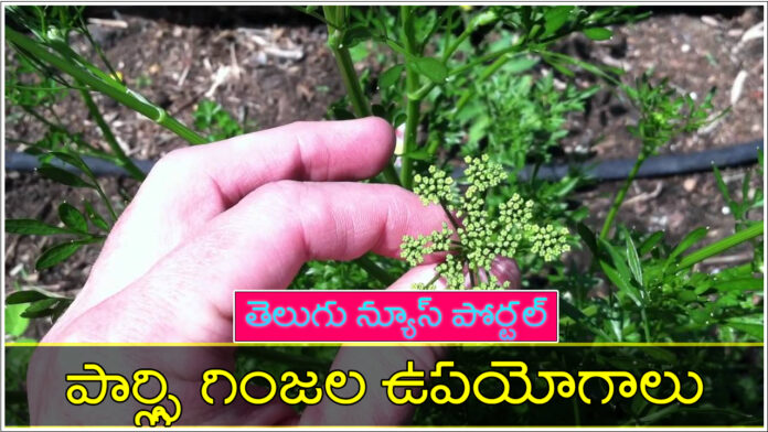 Parsley Seeds benefits In Telugu