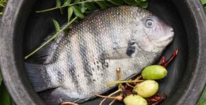 pearl spot fish in telugu