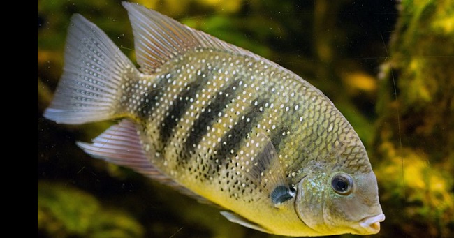 Pearl Spot Fish In Telugu