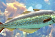 పొల్లాక్ చేప వాటి ఉపయోగాలు మరియు దుష్ప్రభావాలు Pollock Fish In Telugu