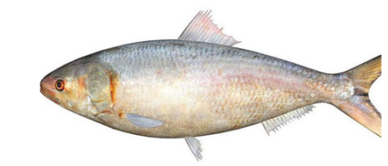 Pulasa Fish In Telugu