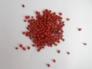 radish seeds in telugu