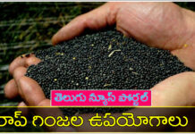 రేప్ విత్తనాలు వాటి ఉపయోగాలు మరియు దుష్ప్రభావాలు rapeseeds in telugu benefits
