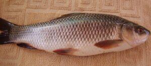 rohu fish in telugu