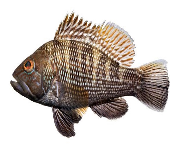 see bass fish in telugu