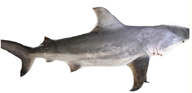 Shark Fish In Telugu