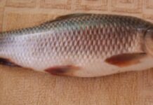 శీలవతి చేప లాభాలు మరియు దుష్ప్రభావాలు Sheelavathi Fish In Telugu