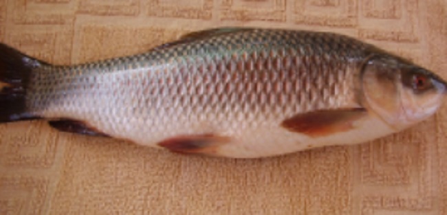 Sheelavathi Fish In Telugu
