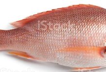 స్నాపర్ చేప యెక్క ఉపయోగాలు మరియు దుష్ప్రభావాలు Snapper Fish In Telugu