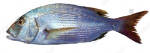 snapper fish in telugu