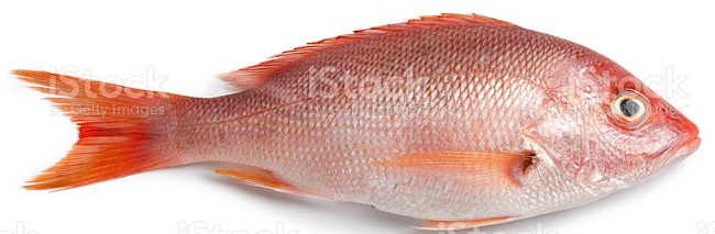 Snapper Fish In Telugu