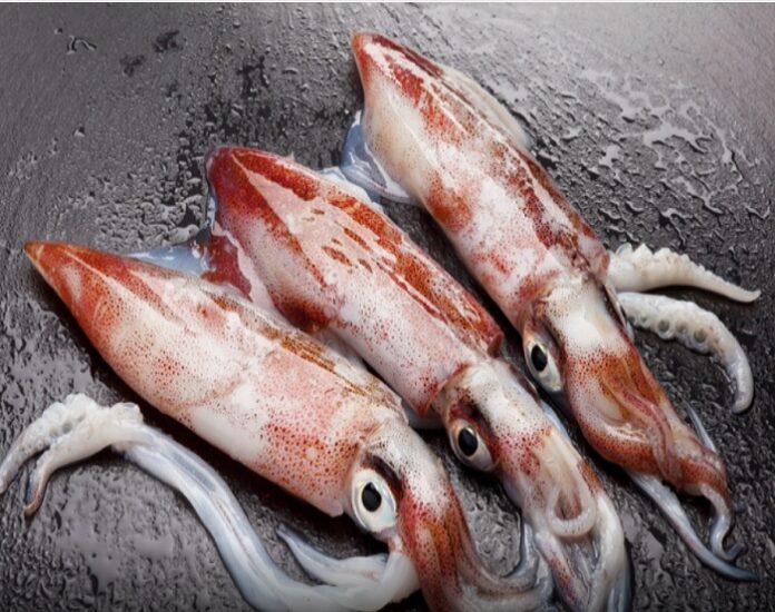 squid fish in telugu