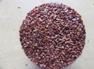 talmakhana Seeds in telugu