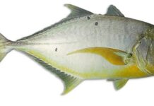 ట్రెవల్లీ ఫిష్ లాభాలు వాటి వలన కలిగె అనర్థాలు Trevally Fish In Telugu