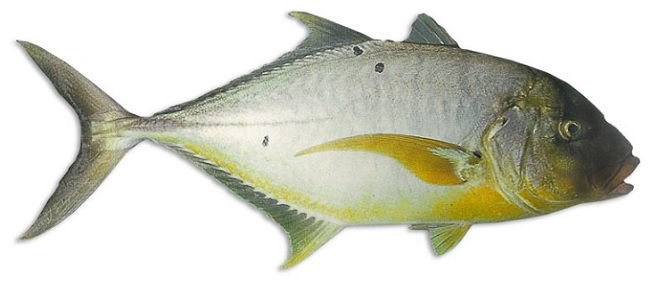 Trevally Fish In Telugu