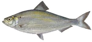 trevallly fish in telugu