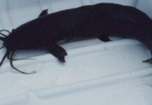 మార్పు చేప వాటి ఉపయోగాలు వాటి దుష్ప్రభావాలు Waking Cat Fish In Telugu