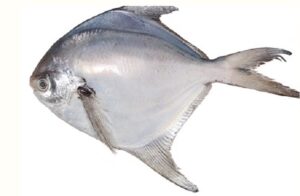 white pomfret fish in telugu