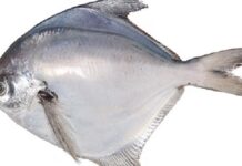 వైట్ పాంఫ్రేట్ చేప వాటి ఉపయోగాలు మరియు దుష్ప్రభావాలు White Pomfret Fish In Telugu