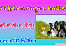 మగ కుక్క ల పేర్లు మగ కుక్క ల పేర్లు