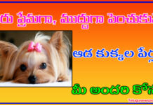 ఆడ కుక్క పేర్లు ఆడ కుక్క పేర్లు