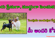 పెంపుడు జంతువుల పేర్లు పెంపుడు జంతువుల పేర్లు