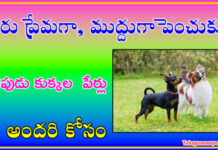 కుక్కల పేర్లు తెలుగులో కుక్కల పేర్లు
